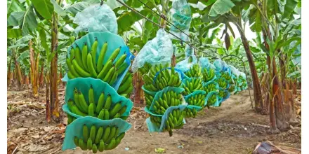 La Cepal mejora la perspectiva para Ecuador la economía crecería un 2,4 % en 2026