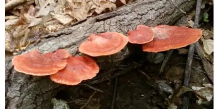 47 especies de hongos fueron registradas en reserva de El Oro