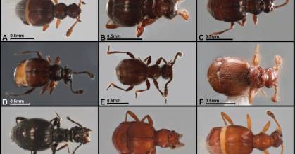 22 nuevas especies de escarabajos fueron descritas en Pastaza y 3 provincias más