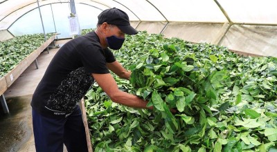 La Guayusa está considerada entre la próxima gran ola de bebidas sin alcohol de los EE.UU.