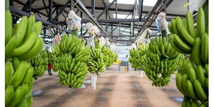 Sector bananero activa plan preventivo por posible llegada de El Niño