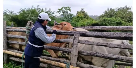 Ecuador avanza hacia estatus libre de fiebre aftosa sin vacunación