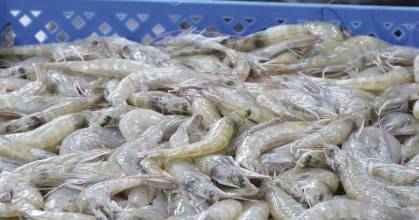 Gobierno admite que camarón está reemplazando al petróleo como principal ingreso