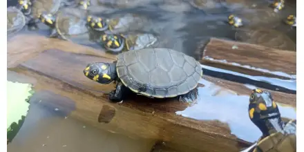 Liberan más de 1.900 tortugas charapas en el río Aguarico