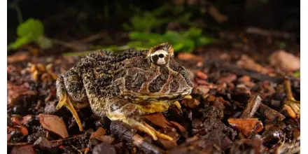 Guayaquil vuelve a registrar especies ausentes por más de un siglo