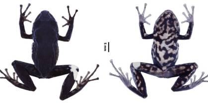 Se identifica nueva especie de rana en las provincias de Pastaza y Napo