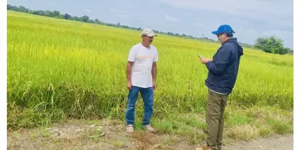 El Gobierno activa la compra directa de arroz en Guayas y Los Ríos