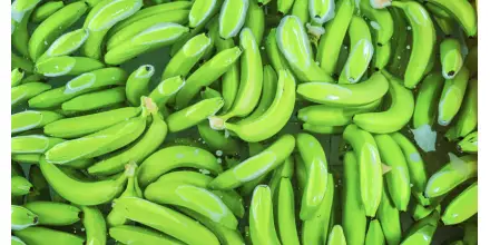 Exportaciones de banano crecen 9,87 % y superan las 111 millones de cajas en el primer trimestre