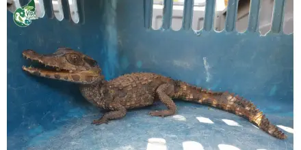 Tráfico de fauna en América Latina se consolida como crimen organizado transnacional