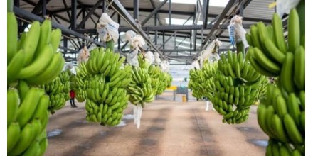 Exportaciones de banano de Ecuador crecen 6,75 % hasta mayo 
