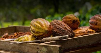 La tonelada de cacao bajó a $ 8.320