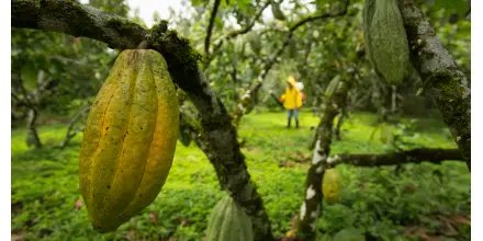 Fin del espejismo: el cacao cae y vuelve a su piso histórico