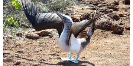 Protocolos por posible afectación de aves en Galápagos son activados