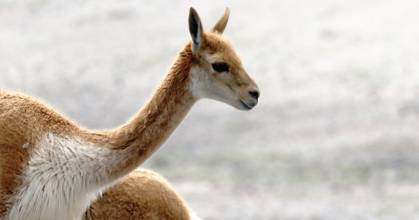 5 países analizan estrategias para proteger a las vicuñas 