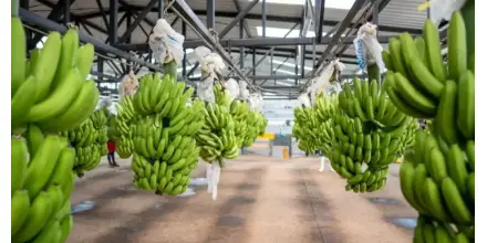Tanzania busca abrirse paso en un negocio de USD 800 millones dominado por Ecuador