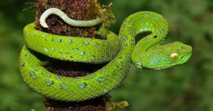 Un estudio detectó 66 especies de serpientes en Mera