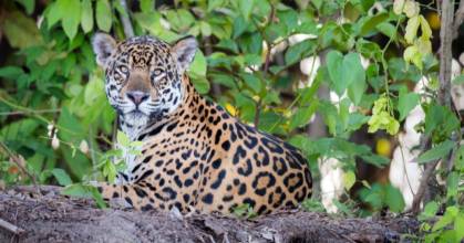 ‘Guardianes del Jaguar’ fue presentado para proteger al felino amazónico