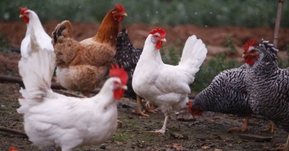Dos millones de aves serán vacunadas contra la influenza aviar
