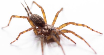 Nueva tarántula con espinas gigantes fue descubierta en Morona Santiago