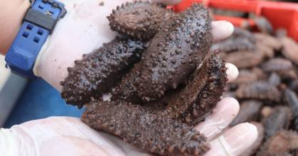 Galápagos: Pesca controlada de pepino de mar se abrió