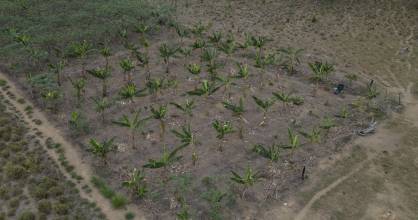 El experimento agrícola que quiere devolver el verde a la Amazonía deforestada