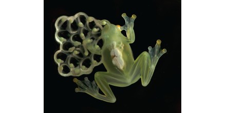 Tres nuevas especies de ranas de cristal registra Ecuador, pero la deforestación y contaminación están arrasando con este tipo de anfibios
