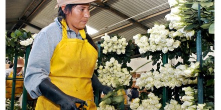 El sector florícola está preocupado por la falta de fertilizantes rusos