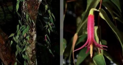 Nueva especie de planta fue descubierta en Morona Santiago