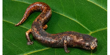 Científicos descubren nueva especie de salamandra en la Amazonía peruana 