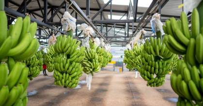 Las exportaciones de banano ecuatoriano se desaceleran