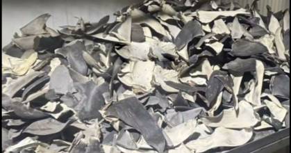 Perú decomisó 12 toneladas de aletas de tiburón que iban a Asia