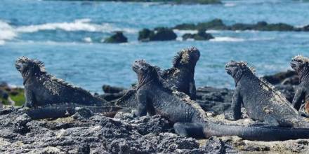 12,4 millones de dólares para la conservación marina de Galápagos  