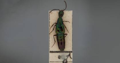 5 especies de escarabajos fueron descubiertas en los Andes