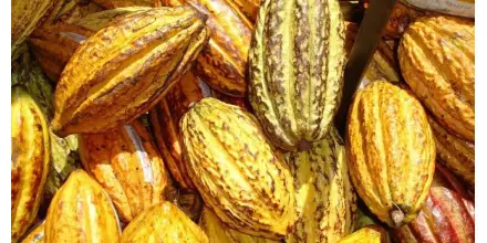 Agroexportaciones: Ecuador compite, pero con desventaja