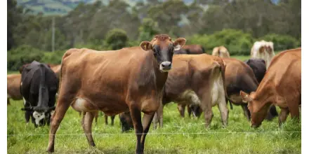 Ecuador prioriza inversión en ganadería sostenible, cacao premium, atún y sector forestal