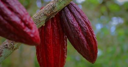 El precio del cacao supera los $ 8.100