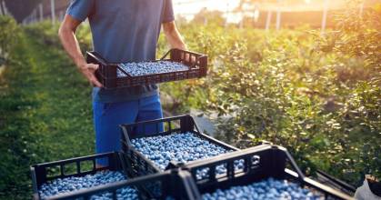 Perú: Exportadora de arándanos obtuvo $ 400 millones para renovar plantaciones