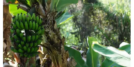 Escasez de plátano verde golpea los mercados ecuatorianos
