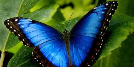 Disminución de mariposas en Cuyabeno preocupa