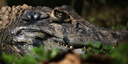 Yana Cocha, un bioparque que alberga animales rescatados