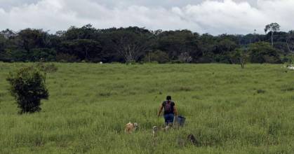 En 2024 se deforestaron 8,1 millones de hectáreas de bosque en el mundo