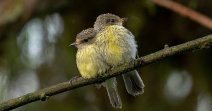 Galápagos registra una reproducción histórica de 2 especies de aves terrestres