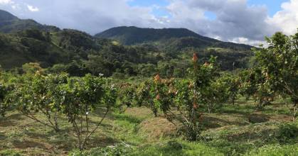 Cacao: Ecuador deberá acatar nuevas exigencias de Europa