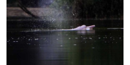 Delfín Rosado del Amazonas entra en la lista roja de la UICN; se encuentra en peligro de extinción 