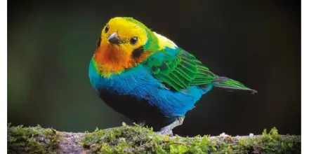 Colombia lideró el Global Big Day 2026 con 1.566 especies de aves registradas