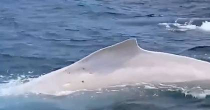 Ballena jorobada albina fue avistada en Puerto López