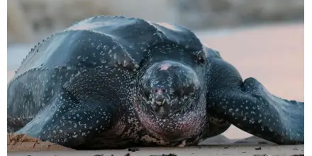 438 huevos de la tortuga laúd fueron reubicados en Manabí