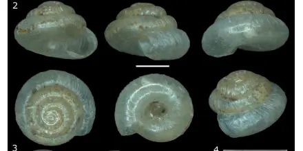 Describen dos nuevas especies de caracoles terrestres microscópicos en Ecuador