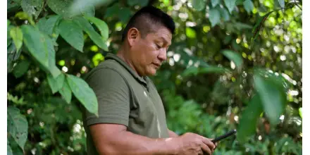 Ecuador impulsa producción sostenible de cacao y café para proteger los bosques