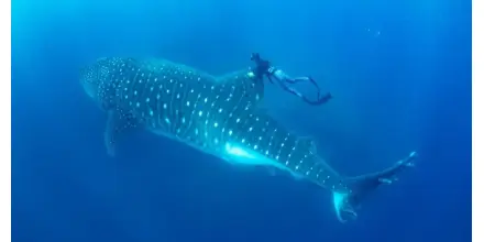 Ecuador impulsa investigación regional sobre migración del tiburón ballena